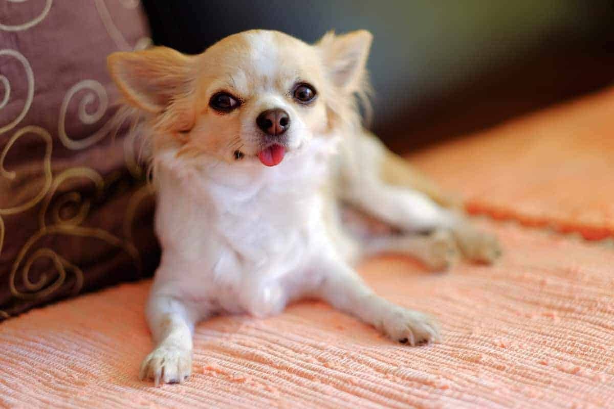 PropertiesByDan's tweet photo. In this article, we’ve compiled a list of the top 10 low-maintenance dogs for apartments. https://t.co/H0gn6NboYQ https://t.co/lN5V1BBpeG