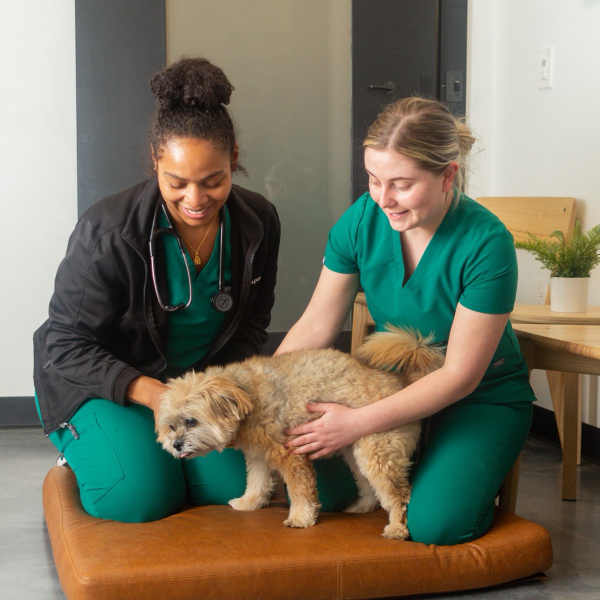 KoPTownCenter's tweet photo. Heart + Paw is reimagining petcare with low-stress veterinary care and grooming right in the heart of Town Center. Treating you and your pet like family in a way no one else ever has before allows @HeartandPaw to provide the very best care for your four-legged family member. 🐶 https://t.co/XGpcOx6PIs