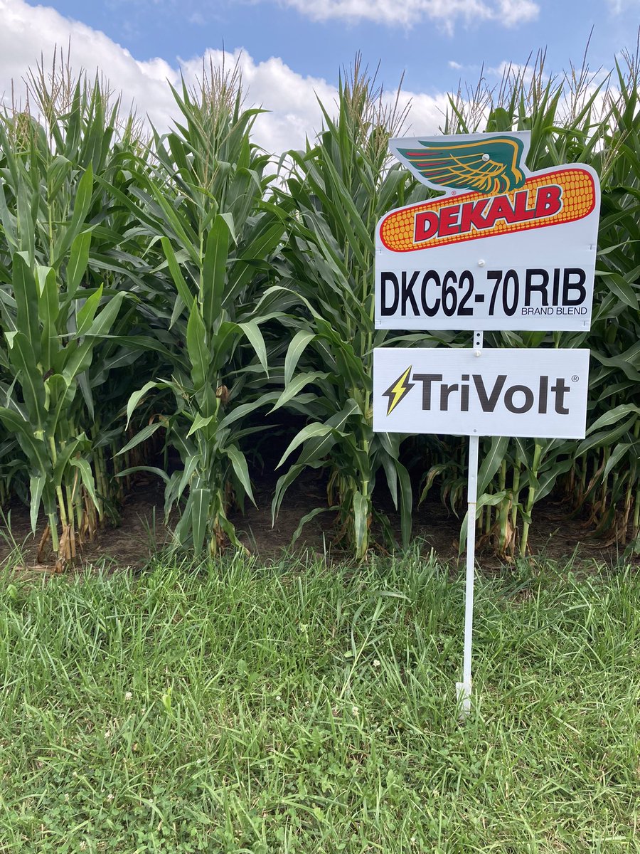 DKAS_NIN's tweet photo. #ThrowbackThursday to 2 months ago when this #DEKALB DKC62-70RIB in Montgomery Co, IN was clean as a whistle thanks to ⚡️#TriVolt⚡️. Clean fields of @Asgrow_DEKALB = high yields &amp; this one made 259.9 bu/a during #harvest22! #WinningHasRoots #BayerUp #SignsOfSuccess @CropProIN_KY https://t.co/zBAYvCxP2n