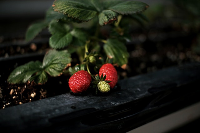 Bare Root Strawberry Plants 🍓🍓🍓 - eepurl.com/icmpsT