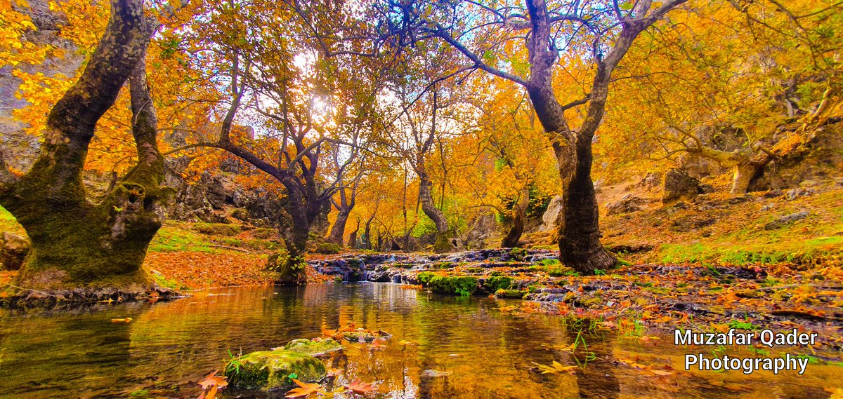 muzafar qadir (@qadirmuzafar) on Twitter photo 