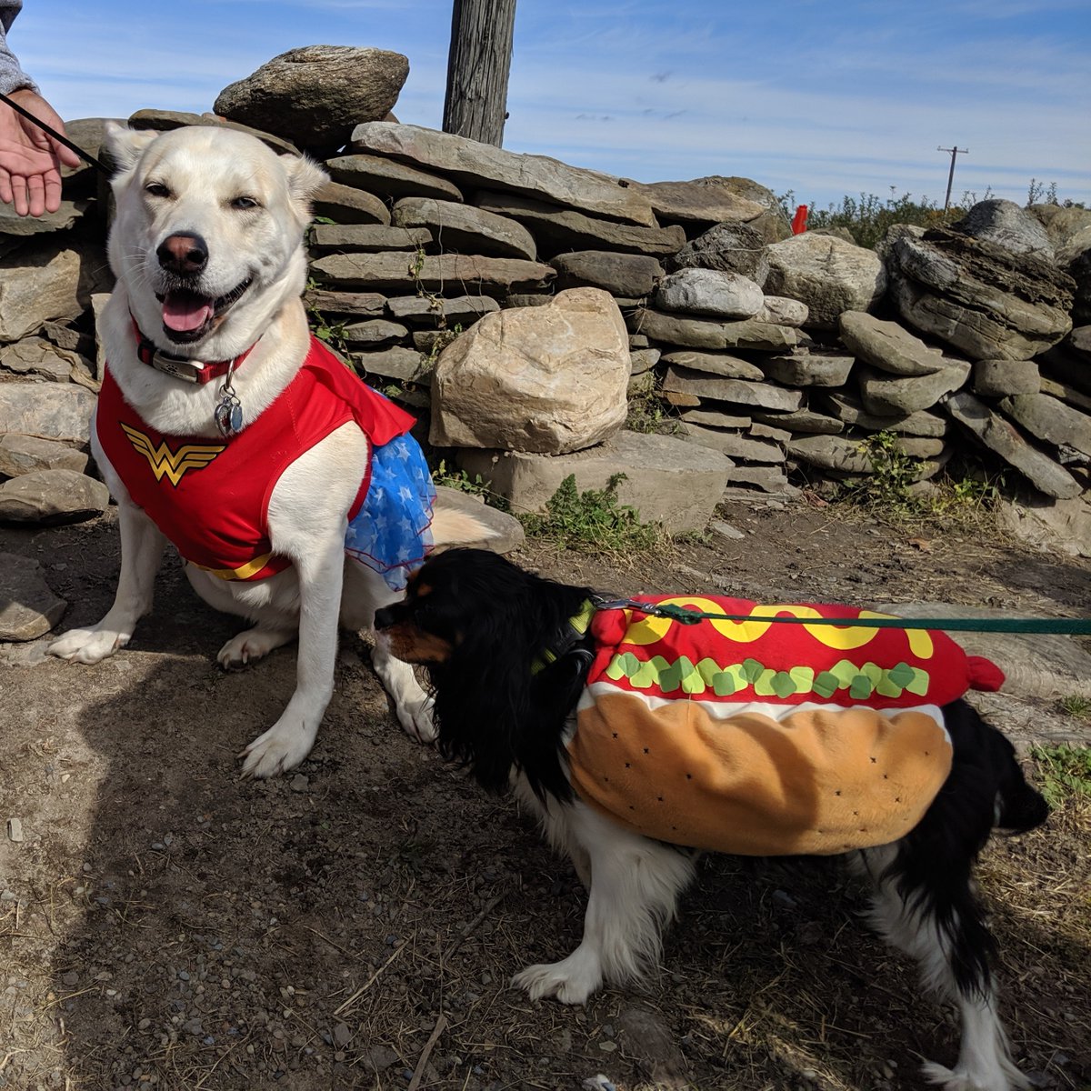 Indianladderfarmsciderybrewery tweet media