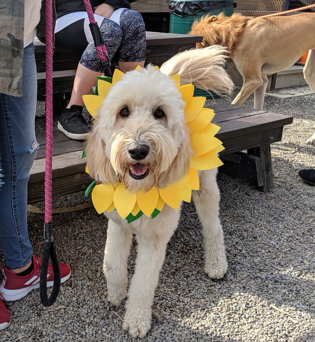 Indianladderfarmsciderybrewery tweet media