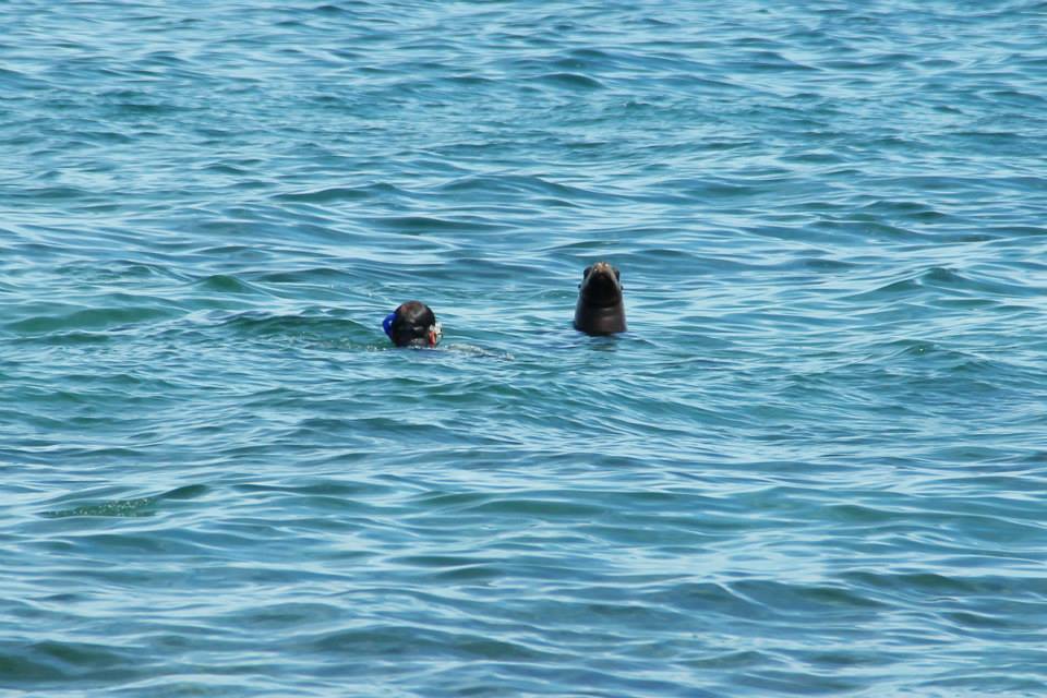 Atripfunky's tweet image. I LOVE Freediving !!! 
even more so when it&apos;s in good company

#freedive #Patagonia #sealion #friends