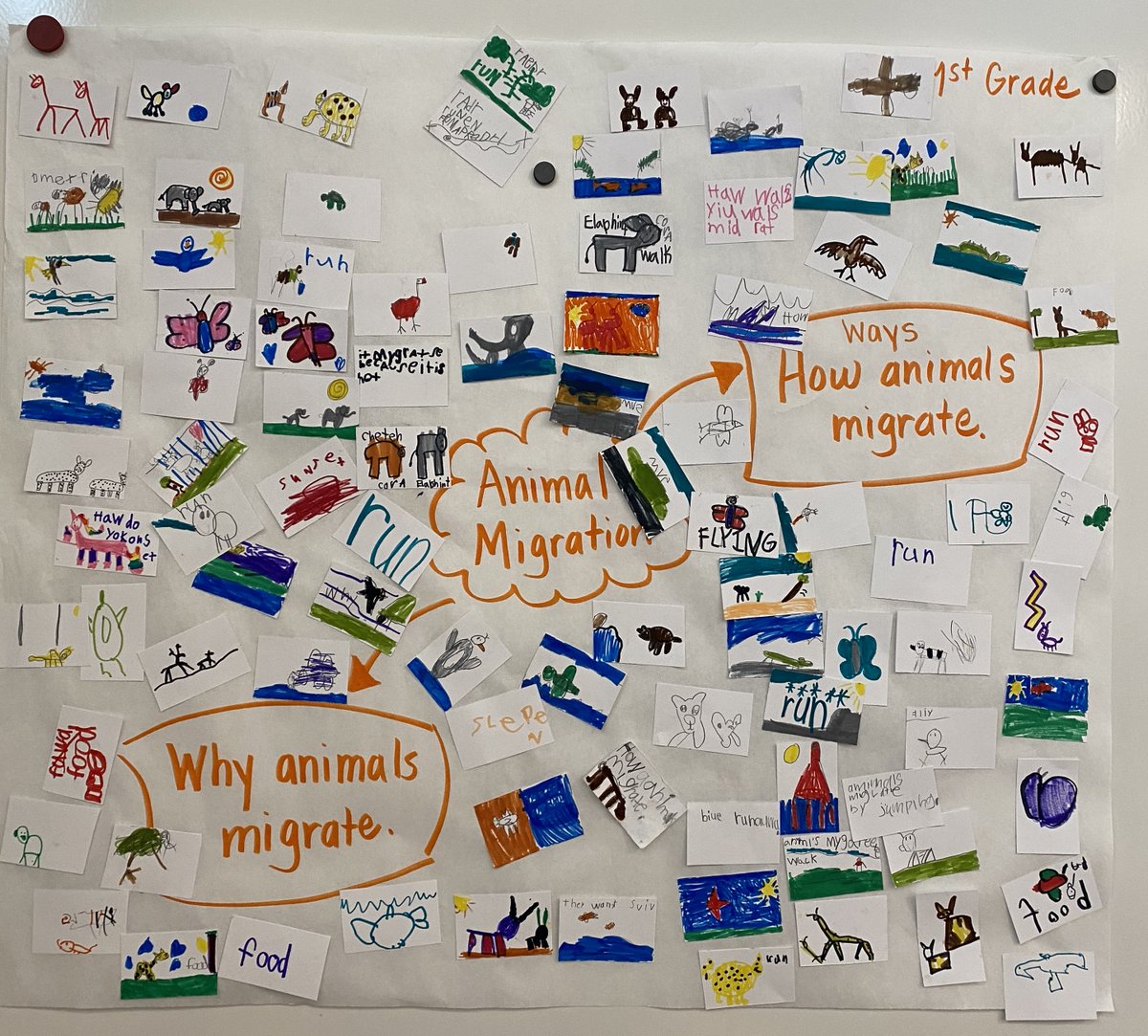 lps_visualart's tweet image. As part of curiosities by Robinson Elementary scholars, K-2 students made thinking walls about migration and 3-5 students mapped their thinking about immigration on mind maps.