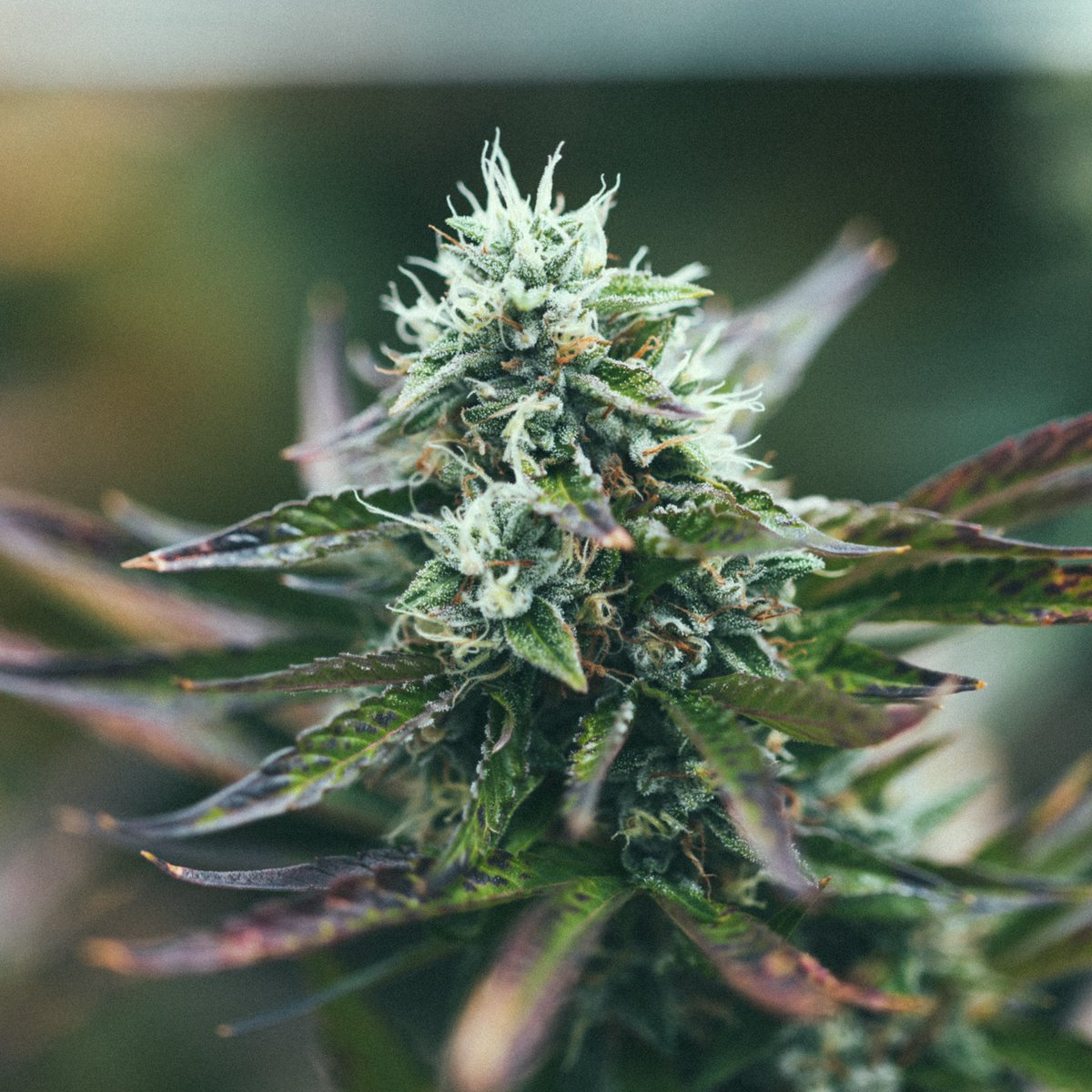 highlydutch's tweet photo. Good weed grows using the best of nature! 🌱☀️💧

From root beds in living soil, to natural sunlight and naturally sourced rainwater, our plants stay happy. 😎 #GetHighly https://t.co/OczrhEOCF1