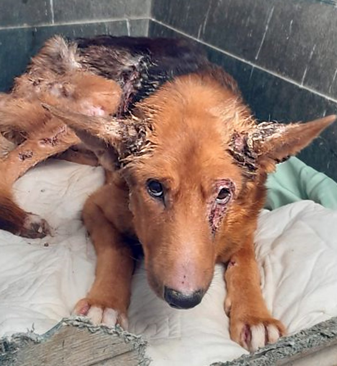 SosAbuelos1's tweet photo. #TARRAGONA
Estos dos muñequitos son #DANKO (Pastor de 5 añitos) y #BLACK de 15.
Han sido DECOMISADOS por la policía, por evidente maltrato animal 🤬

A pesar de todo.. son unos peques buenísimos
Rogamos nos ayudéis a buscarles hogar

662289910 WhatsApp // adopcions.spac@gmail.com https://t.co/lyNmCrjEym
