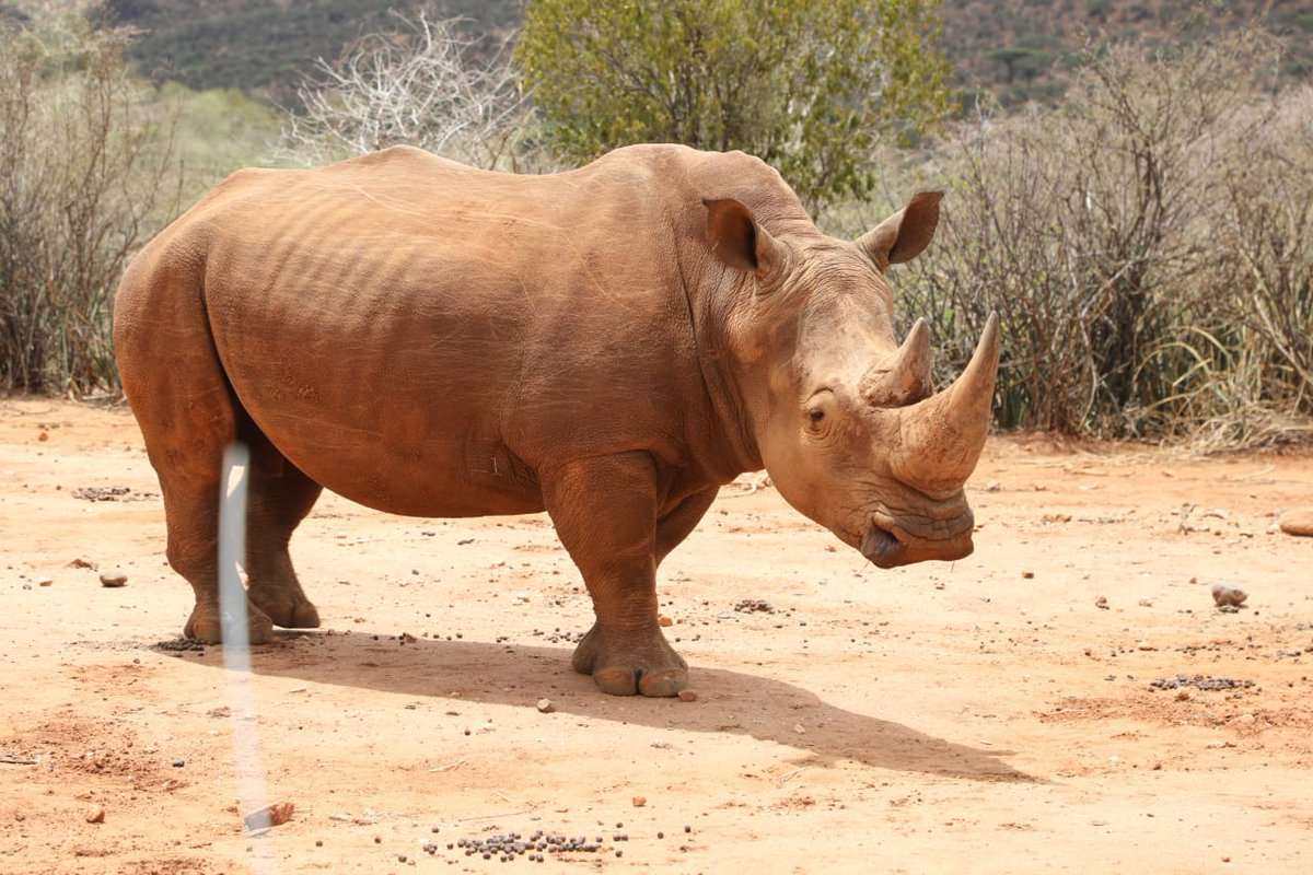 KazoeD's tweet photo. Going forward we're turning our land to conservation, it's the backbone of the marginalized communities, It's the government of the people. The development projects initiated through conservation is impacting our people. 
@kirapash_samue 
@KWCAKenya https://t.co/eWC21EskBJ