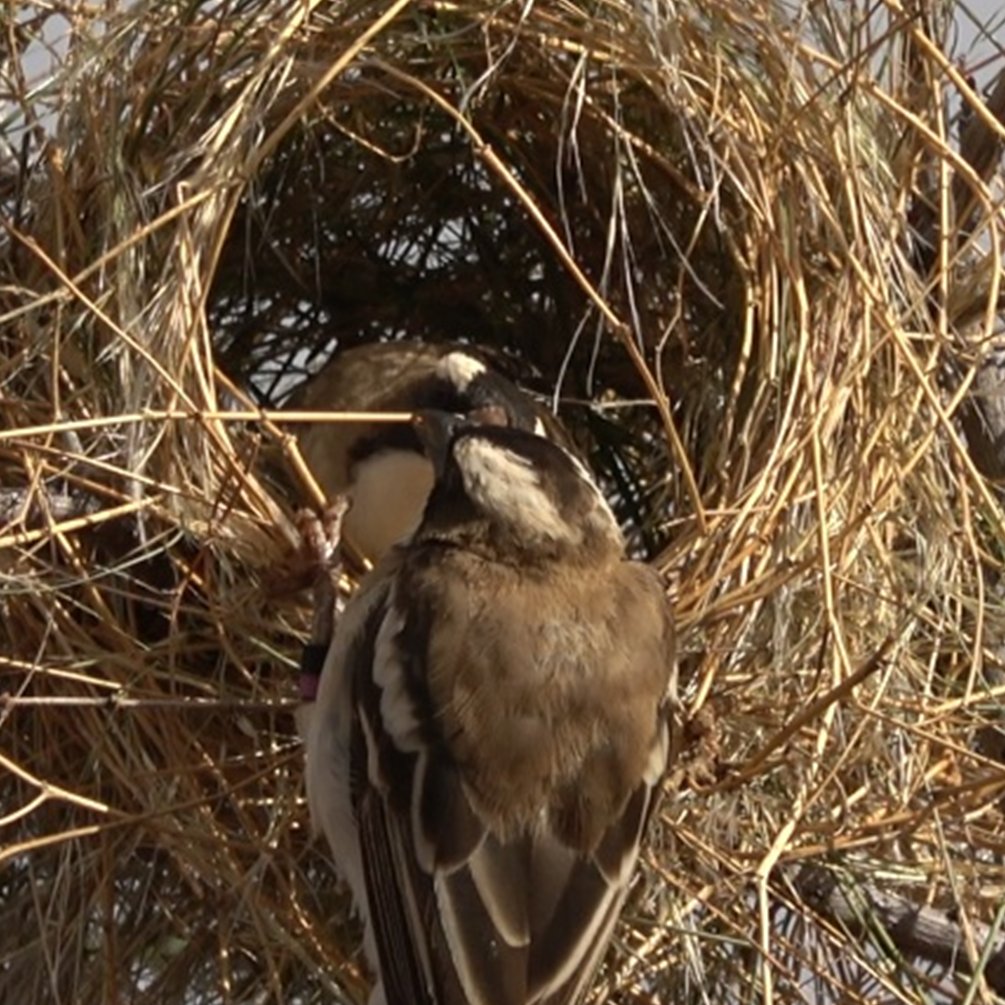 Bird nests come in all shapes and sizes, but how do birds build these intricate structures?
New paper out on Nests and nest building in birds. 
Birds special issue in Current Biology. 
sciencedirect.com/science/articl…