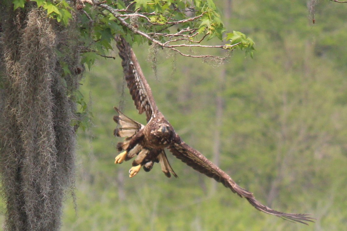sputterfuss6's tweet photo. #bird #birdtwitter #photography #flight #juvenile #eagle #winged #cominatcha https://t.co/hSxCyVmOTe