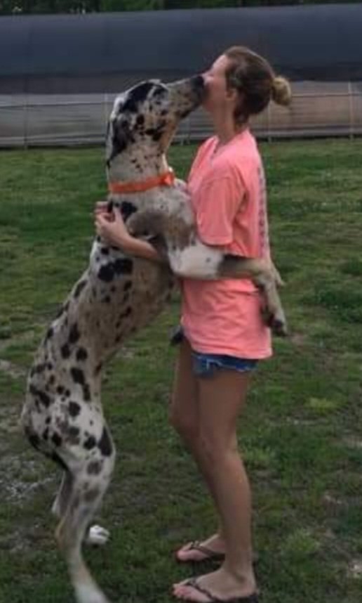 anitambanks's tweet image. Conway is a huge, clumsy, Great Dane stuck in a shelter. When he feels there is no hope of adoption, he escapes in search of his own forever human. #PBPitch