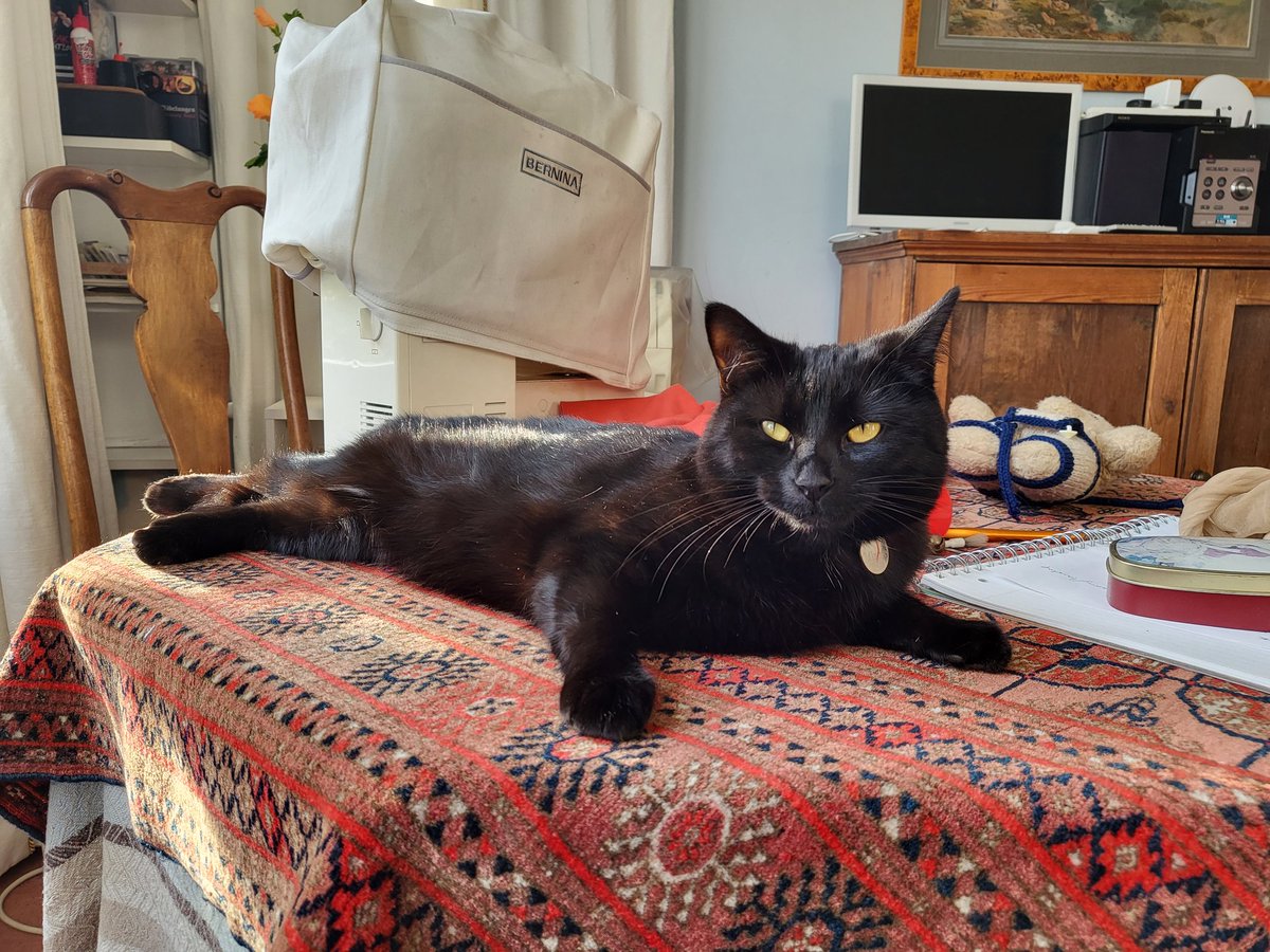MLCorbally's tweet photo. Catching the rays on #blackcatappreciationday https://t.co/jggHsqnyjJ