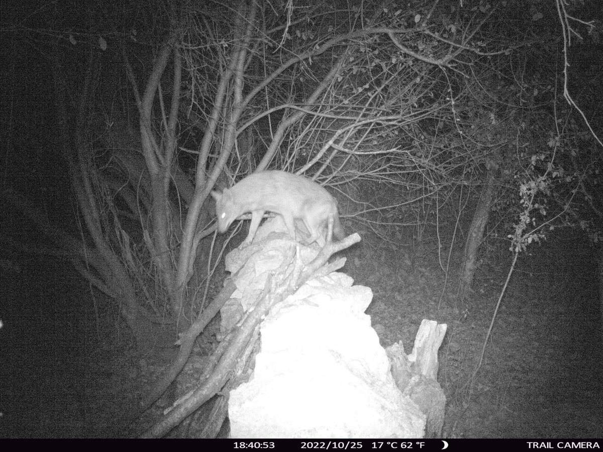 Plumforestpatchbg tweet media