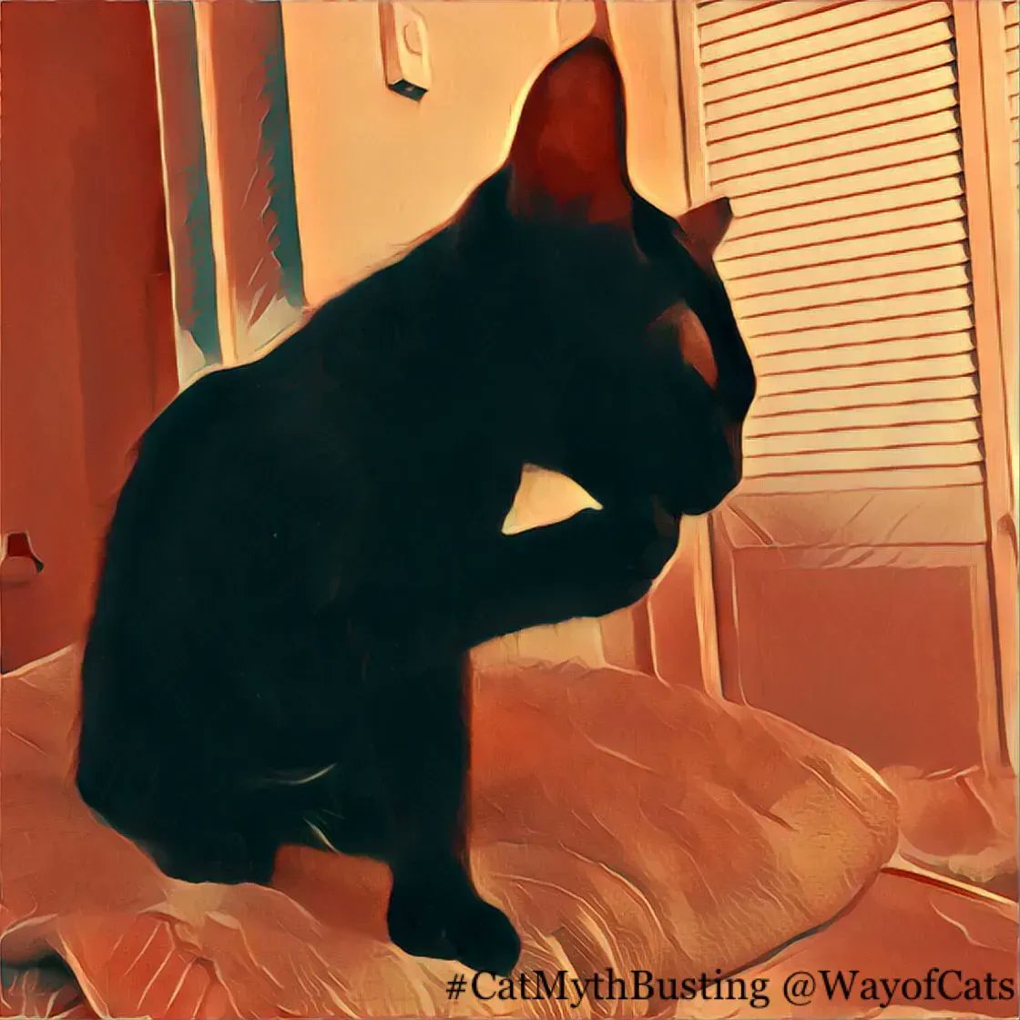 WayofCats's tweet image. Cat Superstitions Hurt Cats. It's bad PR. - Myths at the Way of Cats buff.ly/3x8ncR6

Seen as a less than top-tier pet. Which makes Cat Appreciators into less than top-tier people.
#CatsOfTwitter #CatAppreciators #CatMythBusting #CatPrejudice