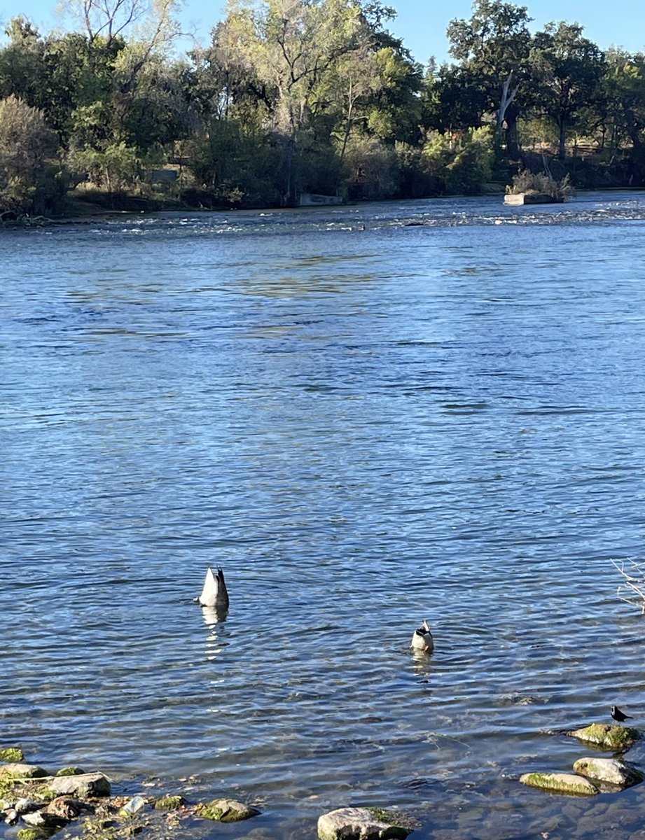 MightyOgre tweet media