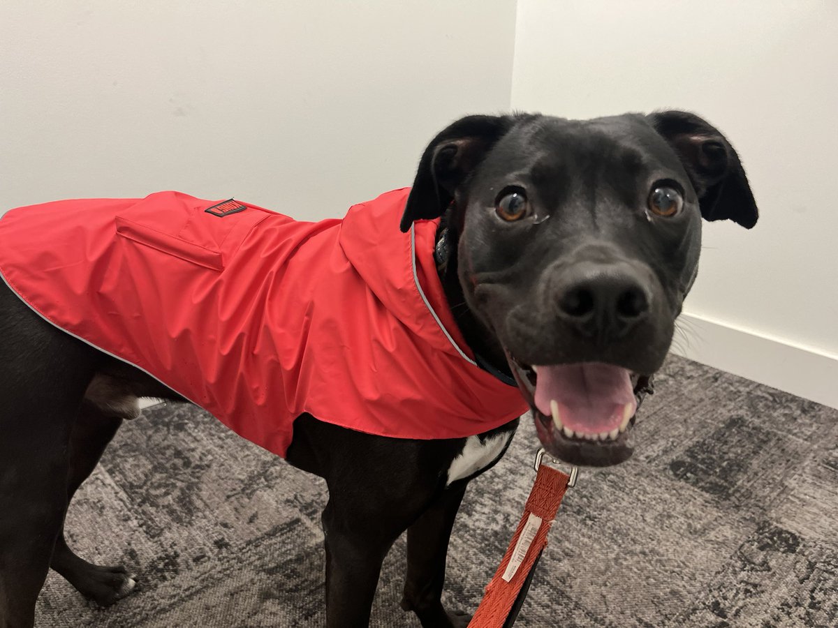 TheRadarPup's tweet photo. Had to put on my rain jacket but we got to go outside in between all the downpours!

Can’t wait to make it to the park today! https://t.co/yYmInVBuxM