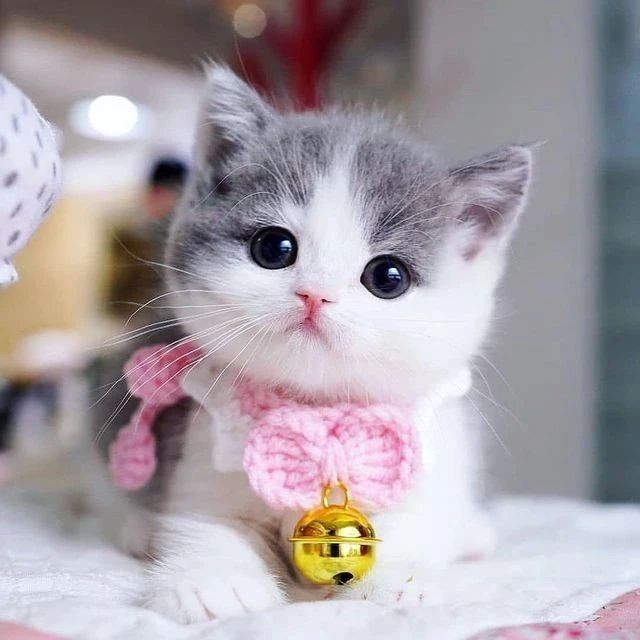 Devids_petworld's tweet photo. Follow me if you love cat ❣️❣️

 #catcatvillage #catsanddogs #clevercat #catsofworld #catsofinstagram #catslife #kittycat_features #adorable_cats #americancatlovers #photooftheday #pet_delight #pet_foolery #kitties_on_instagram #kittylife #funnycats #fluffcat https://t.co/BxCnyZJUec