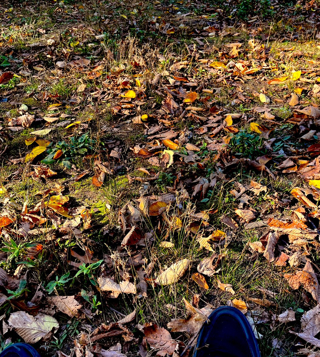 RomanCambell's tweet photo. #Seasons #Pause #Fall https://t.co/SSMWAhTm7A