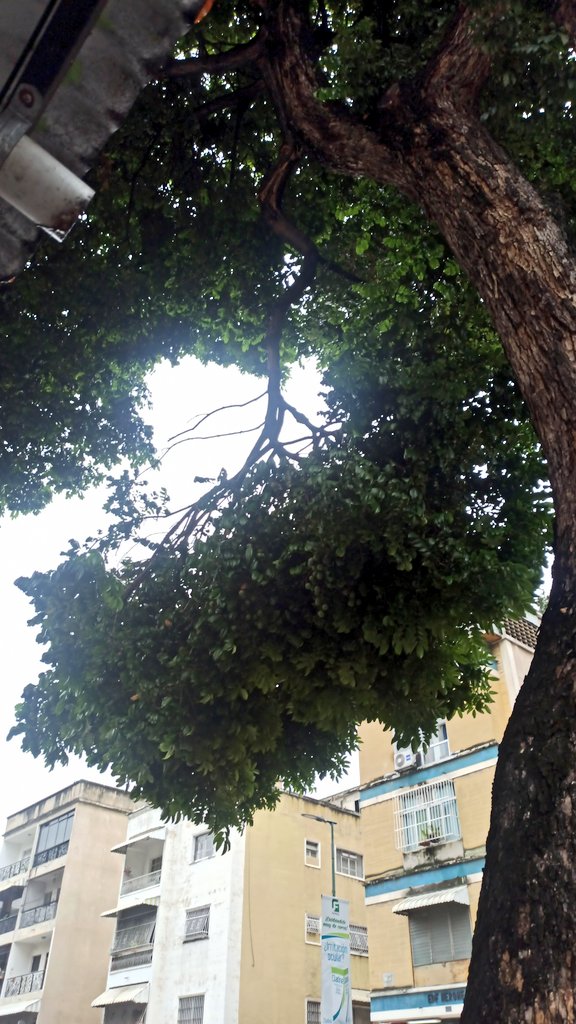stucazzo81's tweet photo. @darwingonzalezp tenemos este árbol con una rama quebrada de gran tamaño en la av. Miguel Ángel frente al Edf. Mis Cuatro Hermanos. Agradecemos la colaboración de la alcaldía para podar el árbol ya que esta muy peligroso por el paso de los vecinos y puede matar a alguien. Gracias https://t.co/BBdN5hPKsD