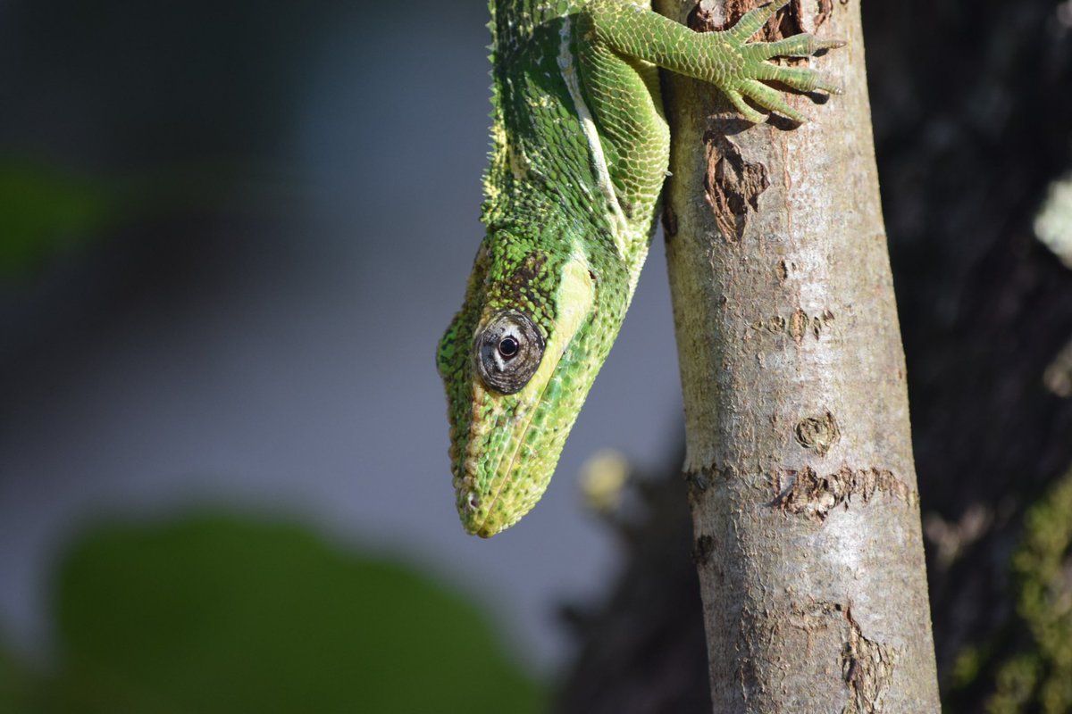 itclifton's tweet photo. My friendly neighborhood knight anole soaking up the last bit of sun a few days ago. https://t.co/cYiRq8VtgL