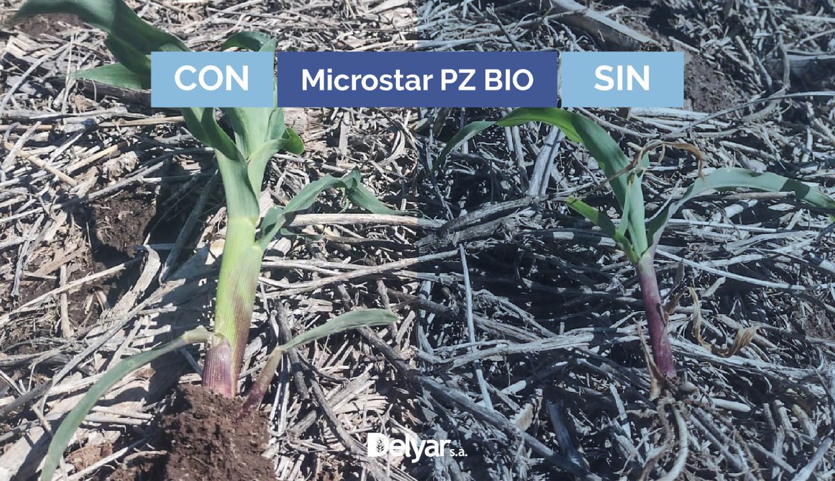 DelyarSA's tweet photo. Compartimos ensayos de uso de Microstar PZ BIO en maíz en Santa Clara de Saguier, Santa Fe.
¡No dudes en contactarnos por monitoreo de lotes y asesoramiento personalizado!
Delyar. Construyendo juntos, el campo del mañana.
@RizobacterARG
#Delyar #RedEnsayosDelyar #Microstar https://t.co/oT3xCmNzPn