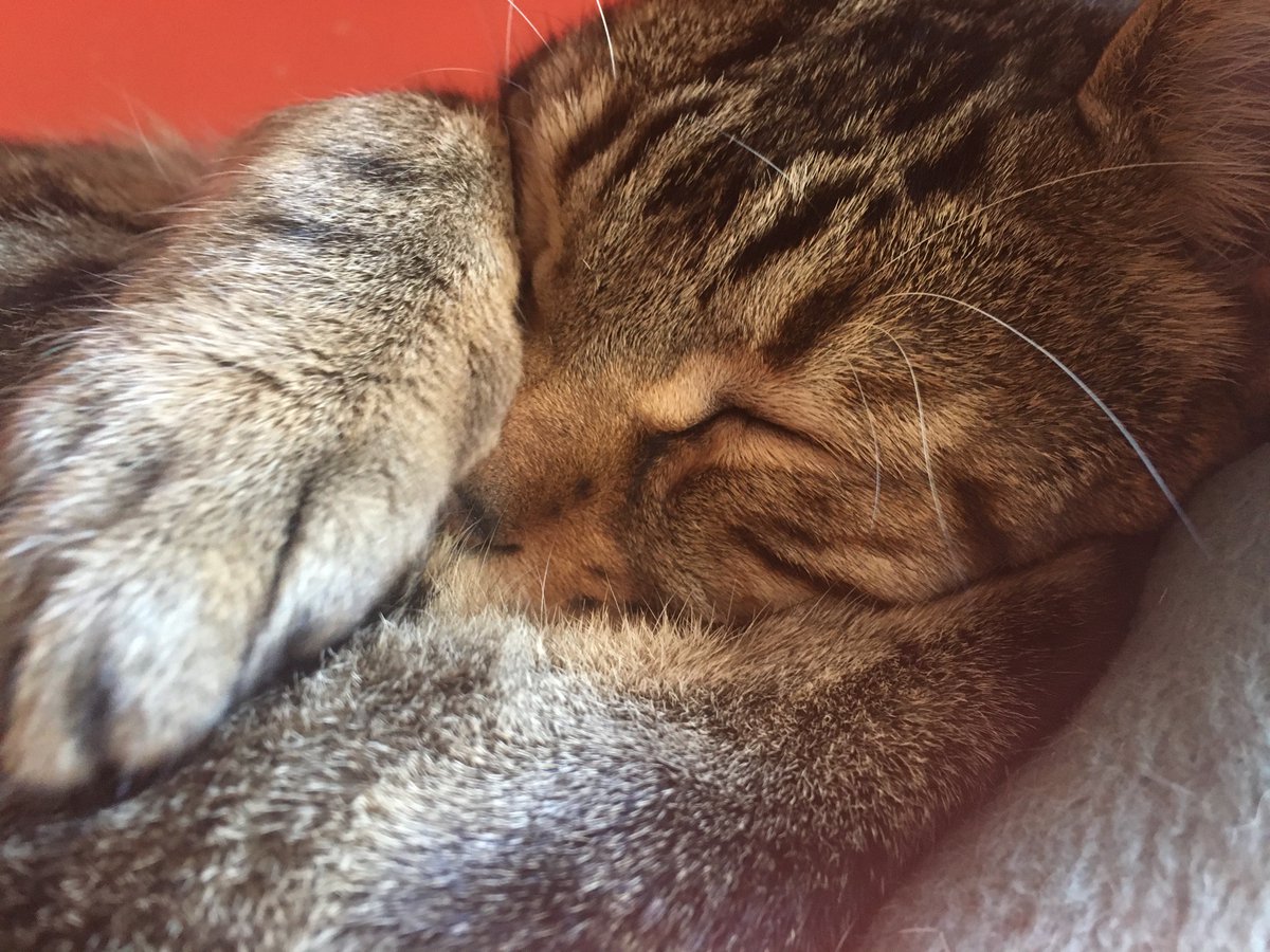 Thea Williams tweet media