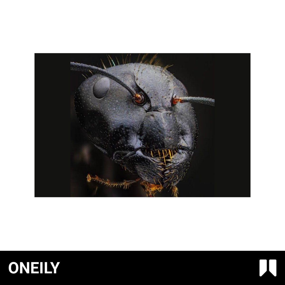 Oneily Facts tweet media