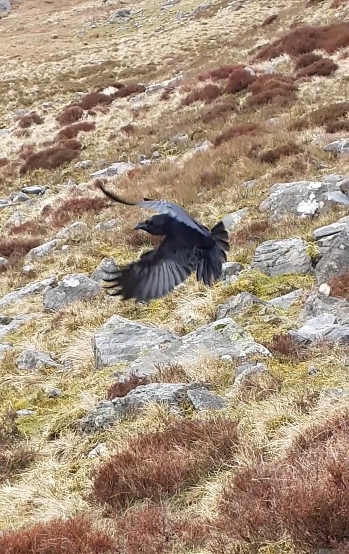 MegCHughes's tweet photo. (2/2) I couldn't be luckier to have done my thesis on #ravens, this species &amp; its #corvid family thrills &amp; fascinates me on a daily basis, they inspire me as a researcher.
I'm excited for the journey ahead of me, what I'll learn &amp; inevitably be able to share with the world. https://t.co/NtoGJ7bA1C