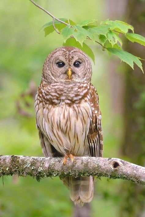 KatanaHugo's tweet image. Your owl for tonight!
#photos #photography #birds #owls