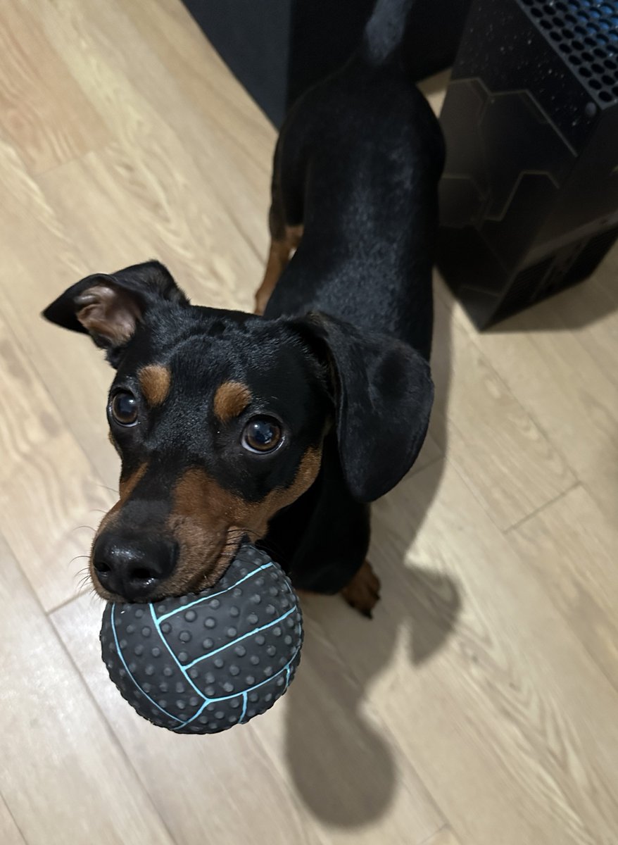 Frank wants to play catch 24/7. He never gets bored of it the little rascal 🥲