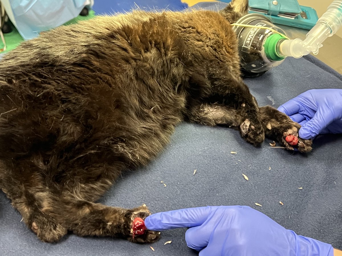 yuckhumankisses's tweet photo. Moxie, TNRd 7 years ago, this summer started limping and last week retrapped. They look like tumors but actually skin condition that can be treated with predniolone. Me and Kitty Mom are fostering it will take weeks to recover and she won't be able to go back outside.
#Pawswatch https://t.co/PJNdujJZfs