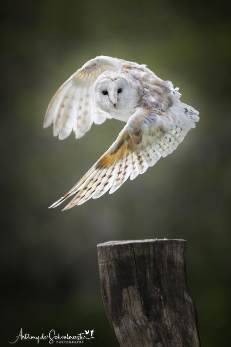 KatanaHugo's tweet photo. Your owl for tonight!
#photos #photography #birds #owls https://t.co/3HkhzHWy5J