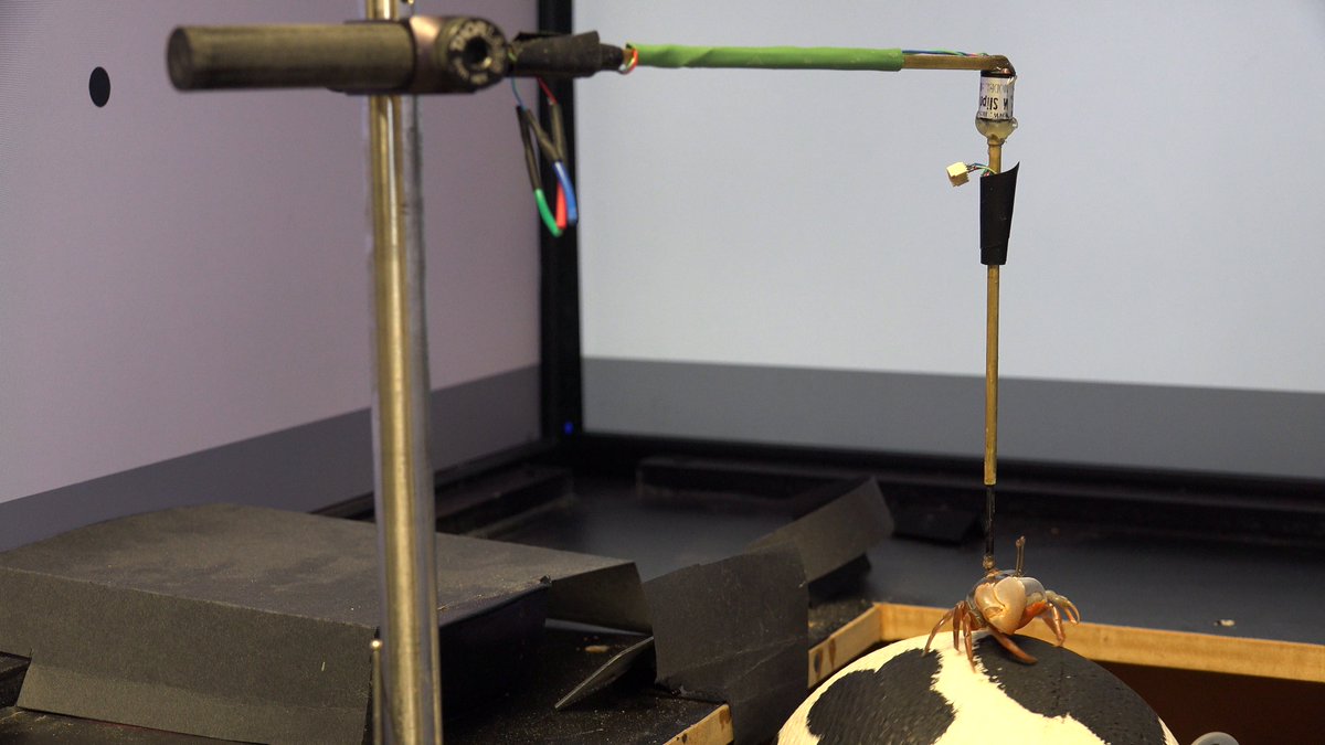 Hemmi Lab tweet media