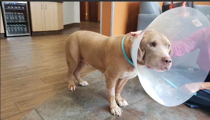 VoiceForUs_'s tweet photo. - Pennsylvania, USA -
Investigation underway after dog found shot in Dauphin County
https://t.co/714PBuRwyT
#animalcruelty #crueldadanimal #cruautéanimale #tierquälerei #animalslivesmatter #deathpenaltyforanimalabusers #investigation #dogshot #pennsylvania https://t.co/jfqinda4e6