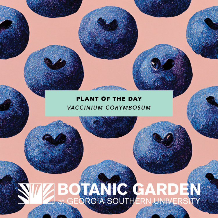 BotanicGSU's tweet photo. Plant(s) of the Day - Vaccinium corymbosum ‘Farthing’ - https://t.co/gwBoVm57OB https://t.co/T6wttefQO6
