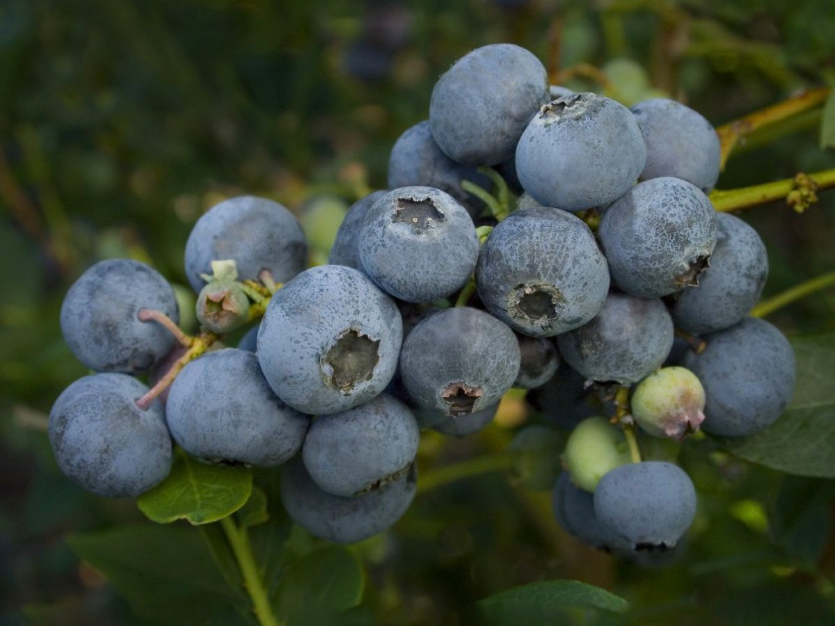 BotanicGSU's tweet photo. Plant(s) of the Day - Vaccinium corymbosum ‘Farthing’ - https://t.co/gwBoVm57OB https://t.co/T6wttefQO6