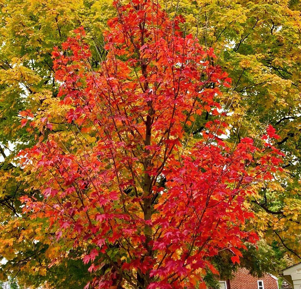 TravelGalCFC's tweet photo. Late October in the #dmv is when the autumn colors really pop. 

#leaves #trees #fall #october #washingtondc #maryland #takomapark #autumn #foliage #autumnleaves #getoutside #walk https://t.co/dwMl77qjgo https://t.co/7uUsmwTewW