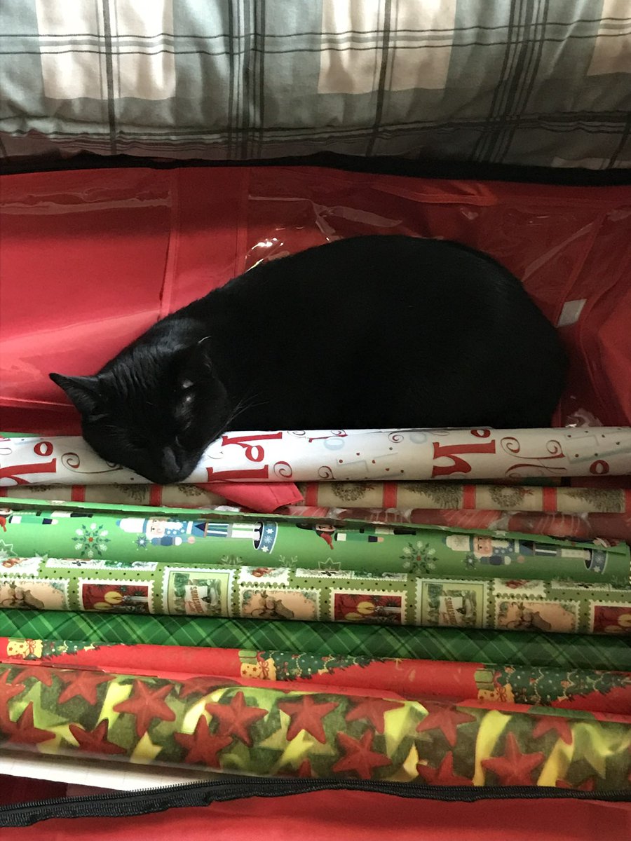 audosu02's tweet photo. Black cats are the best. Never a dull moment &amp; every day is interesting. #NationalBlackCatAppreciationDay https://t.co/Or1rxMiMZH