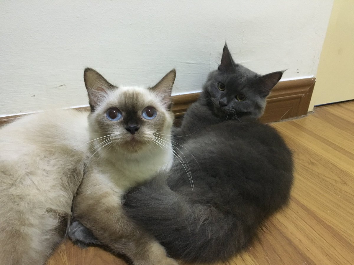 EZRNFT's tweet photo. @SyamsulAnakPapa @modcatsclub CAT PICS! https://t.co/M7RazWDqo7