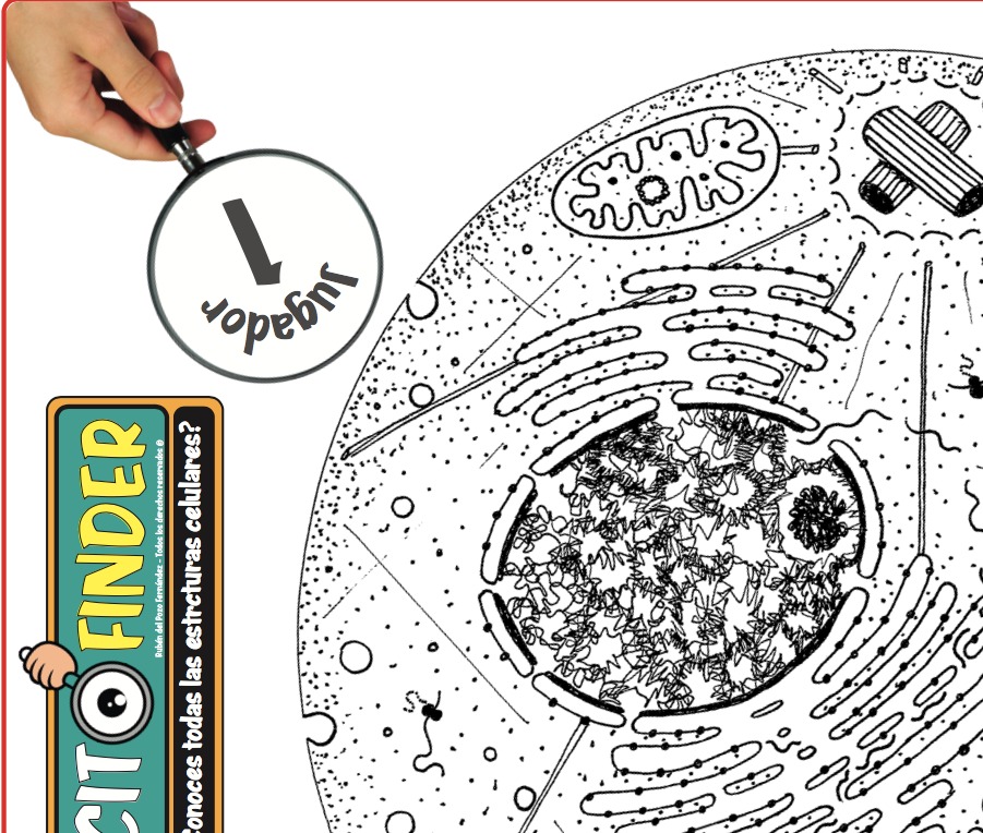 ¡Ya tengo listo mi último #biojuego! El #CITOFINDER va sobre reconocer los componentes de la célula y es tan sencillo como adictivo 🤭. Nombra a quien pueda interesarle👇o haz RT. ¡Si este tweet alcanza los 500 likes y RT será tuyo y gratis! Os dejo un adelanto.