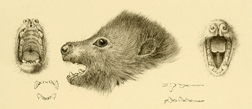 NatureYetu tweet media