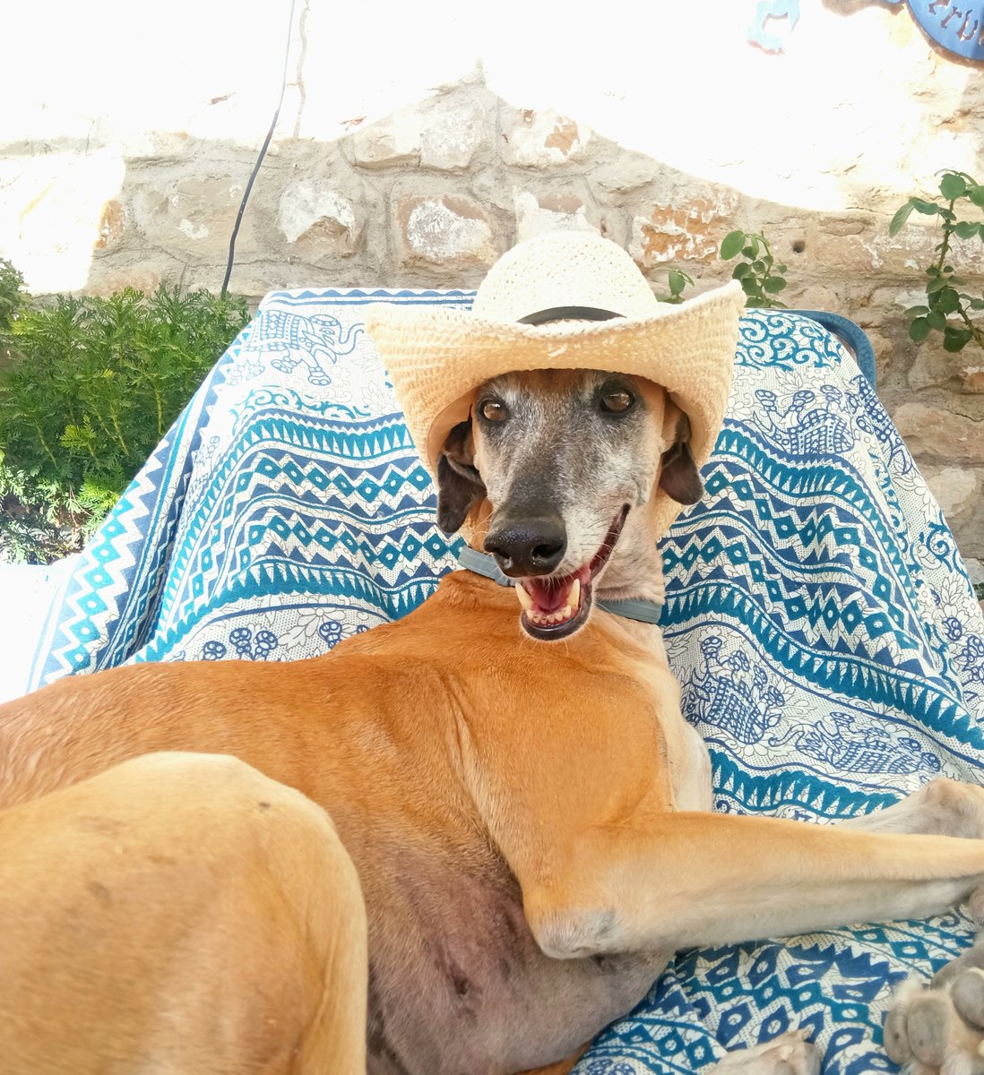 mig_e96's tweet photo. Hola!!! Mi amigo y yo nos vamos a trabajar a Salamanca y buscamos sitio donde quedarnos. Somos dos veterinarios petfriendly, nos gusta la vida en común y el buen rollo
Un RT nos ayuda muchísimo porque el miércoles empezamos a trabajar 🙏❤️salvando vaquitas 
 fotos de familia ⬇️ https://t.co/cBfBTHahOT
