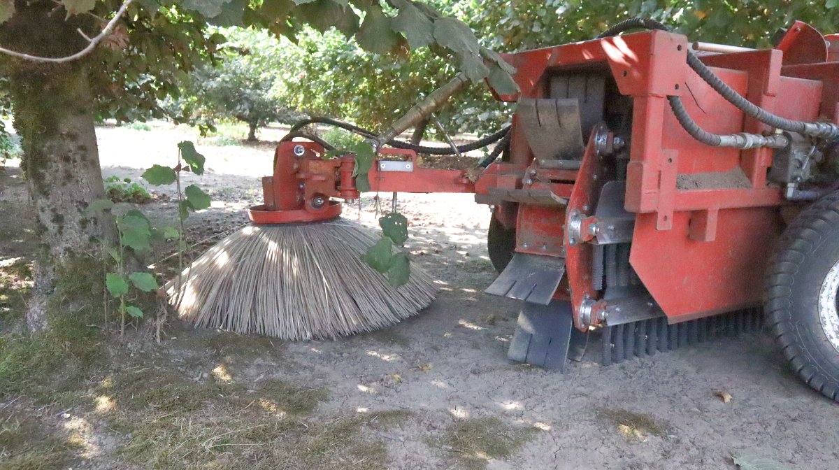 Oregon Hazelnuts tweet media