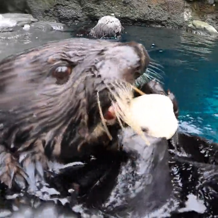 Tweet by Oregon Veterinary Medical Association