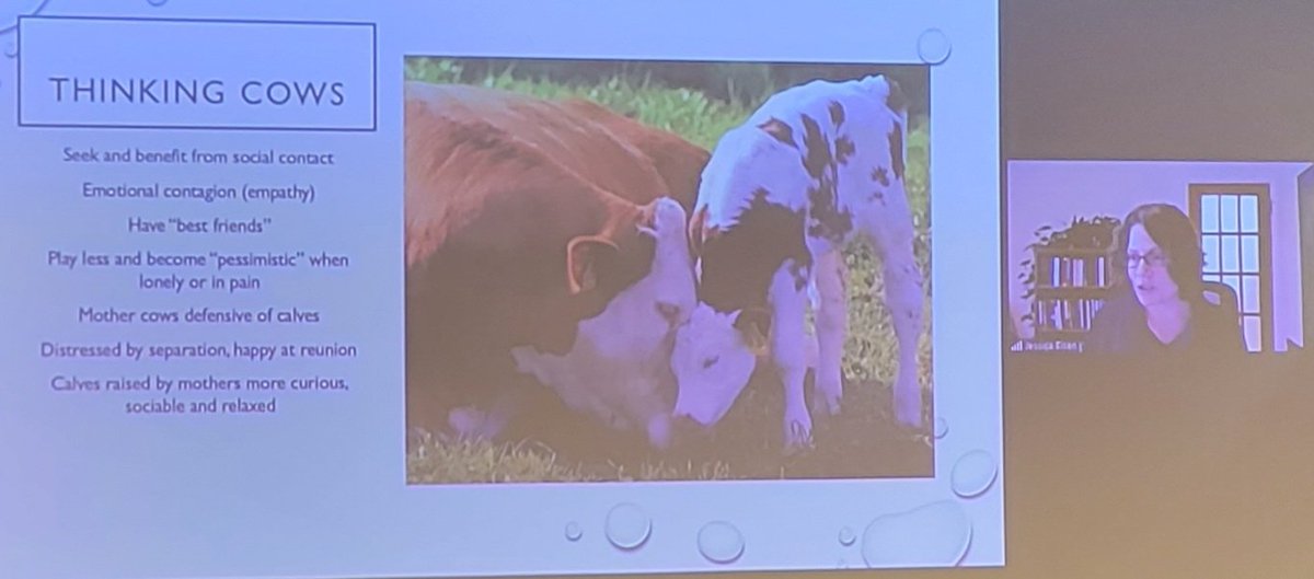 nicolas_lamp's tweet photo. Jessica Eisen (@UAlberta) redirects attention from international trade rules to the producers of milk: the cows.
A sobering look at the emotional life and depressing life cycle of cows.
#CCILConference https://t.co/roZIhzoe0T