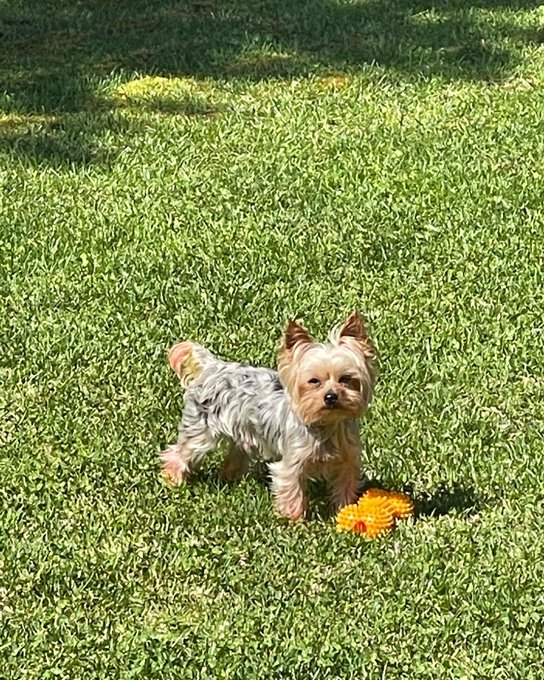 If anyone has seen my baby please contact me . Last found in Cummings ga https://t.co/BamOVY2EDs