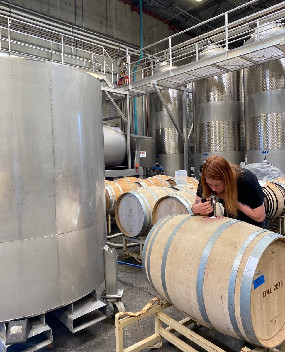 Barreling down is one of the final steps of harvest, and here our team is doing just that with freshly fermented 2022 Estate Pinot Noir. The wine will be in barrel for 15-18 months of élevage as it goes through malolactic fermentation and evolves into a finished wine.#dumolwinery