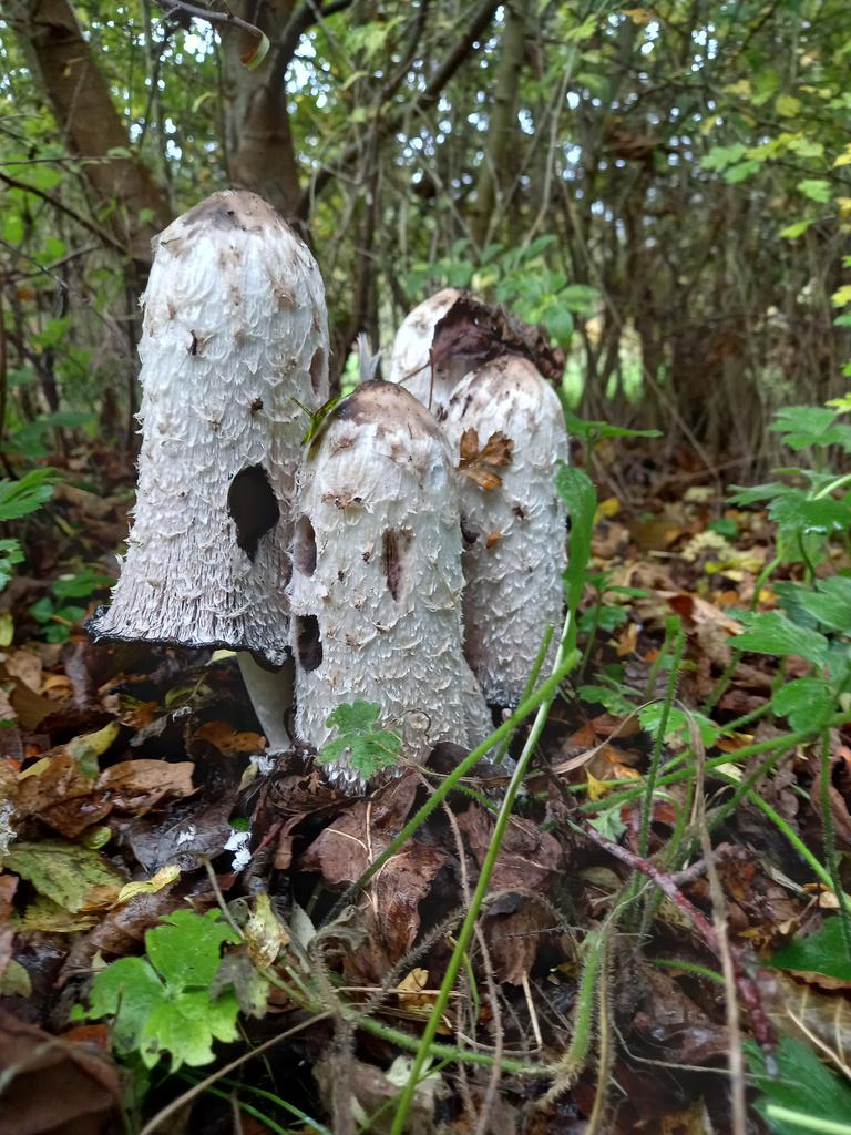 'Shaggy Inkcaps' revealing themselves at one of our TCVNI sites today! Mushrooms play a key role in our Natural Environment helping with decomposition of matter and also providing a valuable food source to a variety of life! Feel free to share your own #fungi finds with us!😀