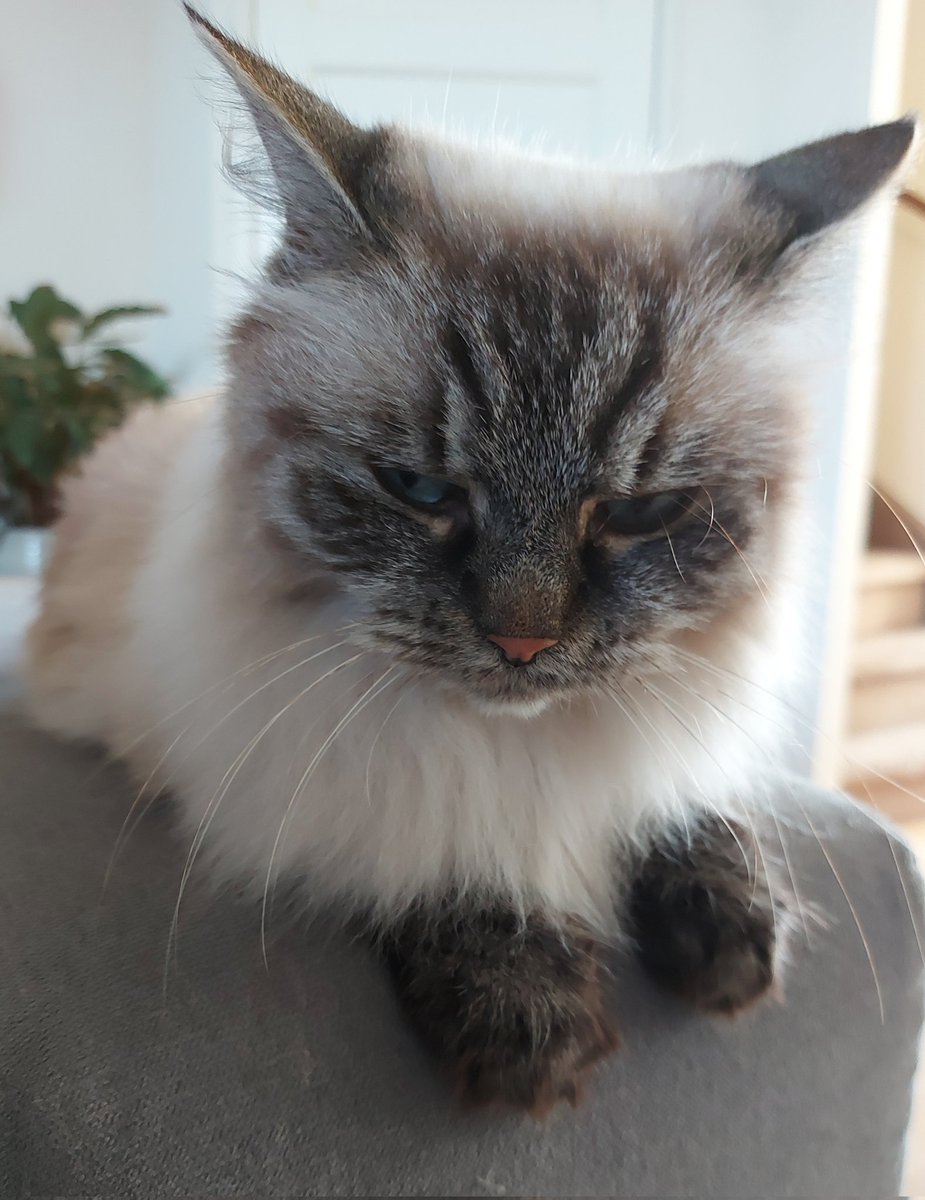 thehairycats's tweet photo. My brother is in my seat. 😾 #Yuri #PlottingRevenge https://t.co/GfrXH5kmqT