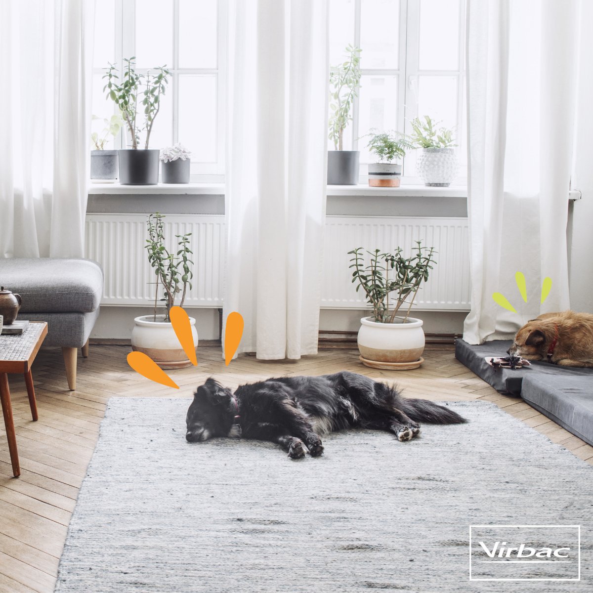 🐶 𝗖𝗨𝗥𝗜𝗢𝗦𝗜𝗗𝗔𝗗𝗘𝗦 𝗣𝗘𝗥𝗥𝗨𝗡𝗔𝗦  🐶

Los perros pueden descansar en muchas posturas, pero ¿sabes que cuándo están acostados de lado es cuando descansan profundamente? 

❤️ Esta postura indica que está relajado, cómodo, y se siente seguro y confiado con el entorno.